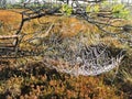 Spider nets in swamp, Lithuania