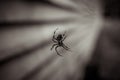 Spider next to church and graveyard Royalty Free Stock Photo