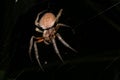 Spider at night hairy and scary animal Royalty Free Stock Photo
