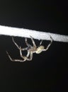 Spider on night hunt Royalty Free Stock Photo