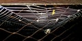 Spider night nature araignÃ©e Royalty Free Stock Photo