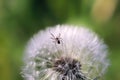 Spider with one eye on the surface creeps balogo dandelion, selective focus