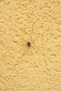 Spider opiliones on the yellow stucco wall Royalty Free Stock Photo