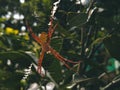 the spider orange looks very relaxed in its nest Royalty Free Stock Photo