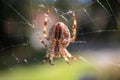 A spider hangs upside down in its web. Royalty Free Stock Photo