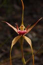 Spider orchid (Caladenia longicauda)