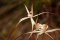 Spider orchid (Caladenia varians)