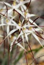 Wheatbelt Wildflowers Spider Orchid Royalty Free Stock Photo
