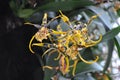 Spider Orchid Royalty Free Stock Photo