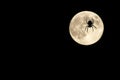 Spider over moon Royalty Free Stock Photo