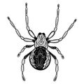 Spider with patterns. Zentangle spider. Black-white illustration of an insect with ornaments. Stylized spider. Tattoo. Royalty Free Stock Photo