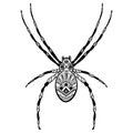 Spider with patterns. Zentangle spider. Black-white illustration of an insect with ornaments. Stylized spider. Tattoo. Royalty Free Stock Photo