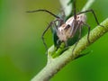 spider perched on a branch