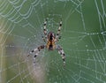 Spider perched on a delicate web, suspended in the air and adorned with glistening water droplets Royalty Free Stock Photo