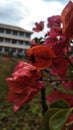 The spider perched on the flower