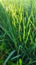 spider perched on green rice field in farm area