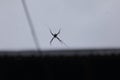 a spider perched on its web with a sky background