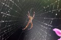 A spider perched on its web