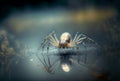 A spider perched on the surface of the water. Generative AI