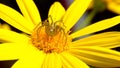 Spider perched on yellow flower