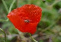 Spider on the petals of a red tulip Royalty Free Stock Photo