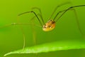 Spider Phalangium opilio Royalty Free Stock Photo