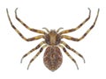 Spider Philodromus aureolus