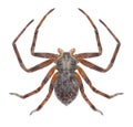 Spider Philodromus aureolus