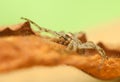 Spider - Philodromus