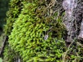 Spider Pholcidae on green moss close up Royalty Free Stock Photo