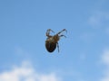 Spider pictured against sky Royalty Free Stock Photo