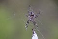 Spider in the Pilliga Forest