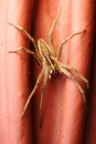 Spider Pisaura mirabilis