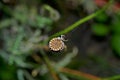 The spider plaits the web on the poppy head Royalty Free Stock Photo