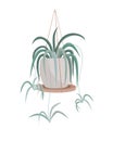 Spider Plant aka, Airplane Plant, Spider Ivy, Ribbon Plant, St. Bernard Lily, Hen and Chickens, Chlorophytum Comosum