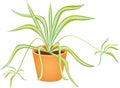 Spider plant