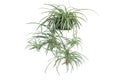 Spider Plant or Chlorophytum bichetii Karrer Backer hanging in black plastic pot isolated on white background.