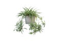 Spider Plant or Chlorophytum bichetii Karrer Backer in pot isolated on white background.