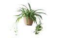 Spider Plant or Chlorophytum bichetii Karrer Backer with white flower bloom in brown pot isolated on white background. Royalty Free Stock Photo