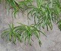 Spider Plant Or Chlorophytum Comosum