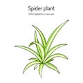 Spider plant Chlorophytum comosum , medicinal and house plant. Royalty Free Stock Photo