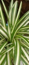 Spider plant, chlorophytum comosum. One of the most common houseplants