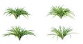 Spider plant (chlorophytum comosum) plant isolated on white background. 3D render. Royalty Free Stock Photo