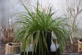 Spider plant or Chlorophytum comosum