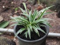Spider Plant (Chlorophytum comosum) Royalty Free Stock Photo