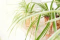 Spider plant Chlorophytum comosum, Variegatum in flowerpots on windowsill Royalty Free Stock Photo