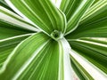 Spider Plant leaves chlorophytum nature close up