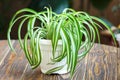 Spider Plant Royalty Free Stock Photo