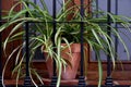 Spider plant, clay pot on window