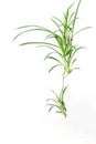 Spider plant Royalty Free Stock Photo